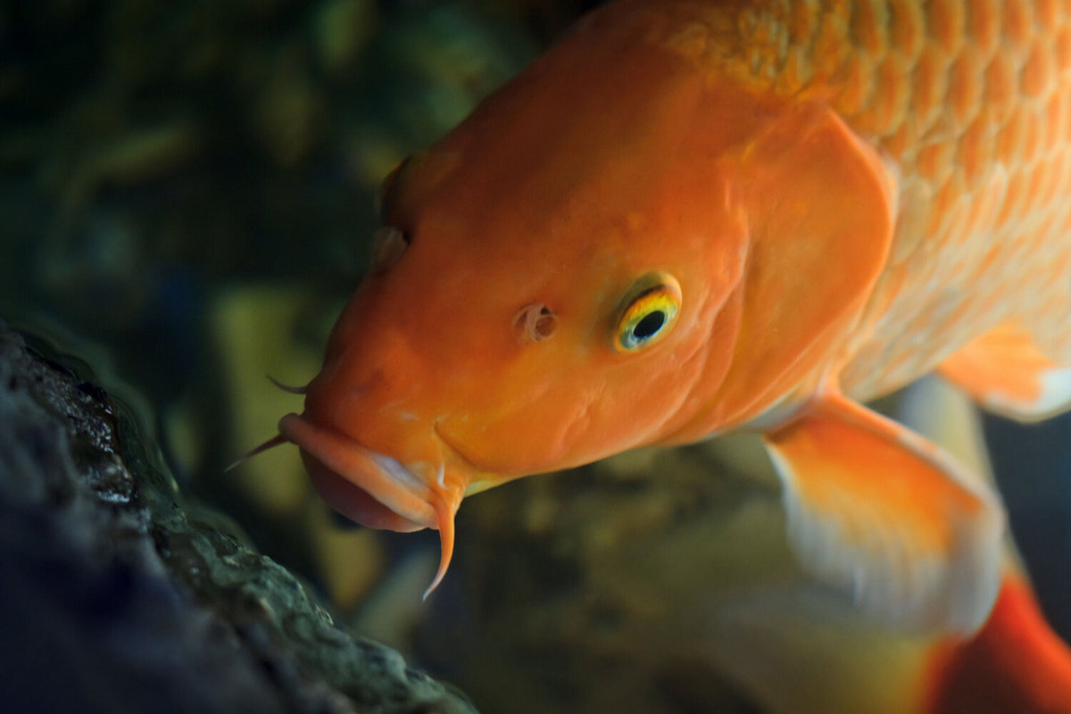 Koi Hanako - nejstarší ryba Koi zaznamenaná v historii