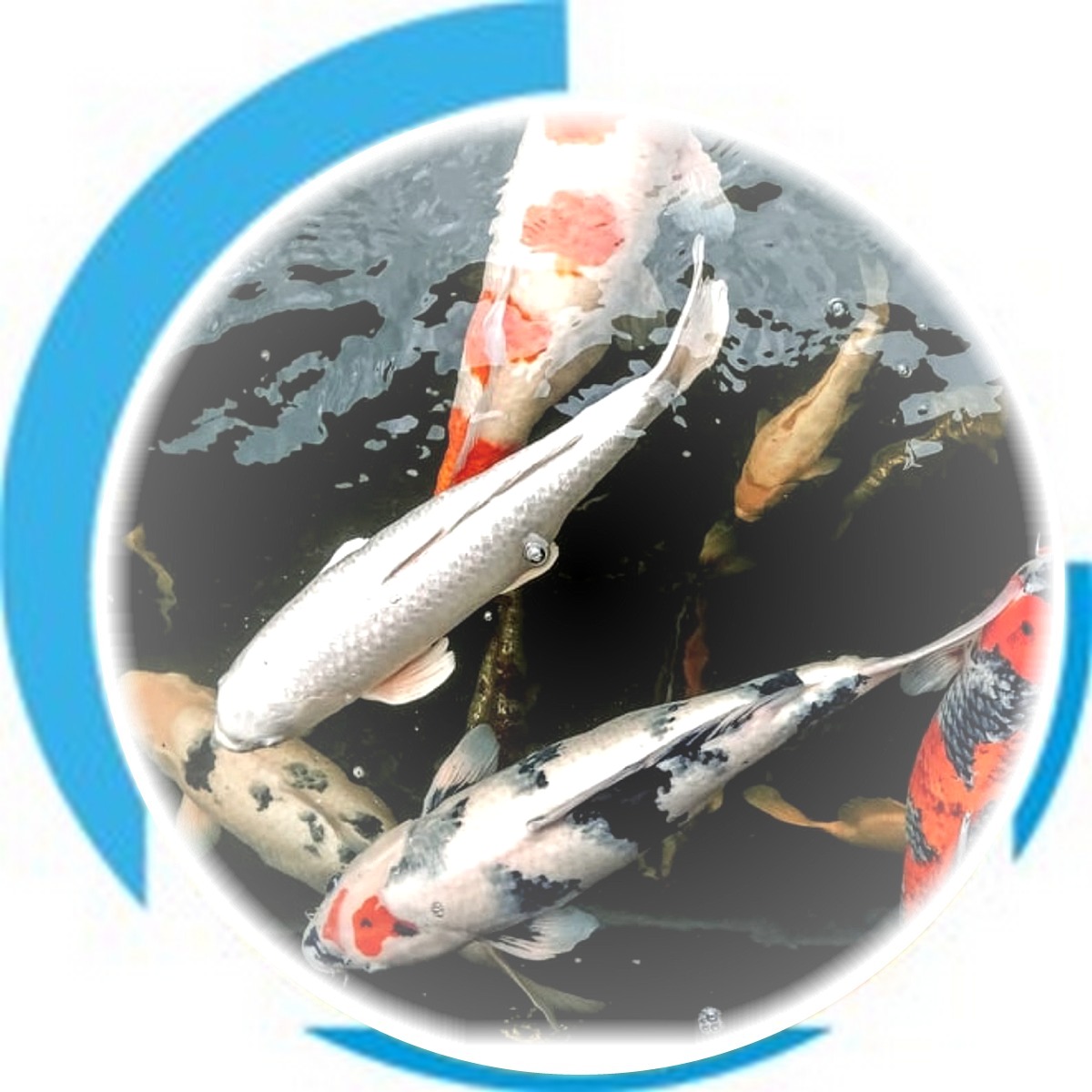 KOI
